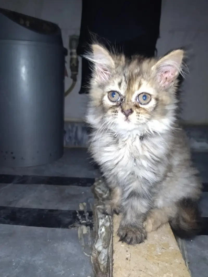 Persian triple coat cat with 2 kittens — photo 4