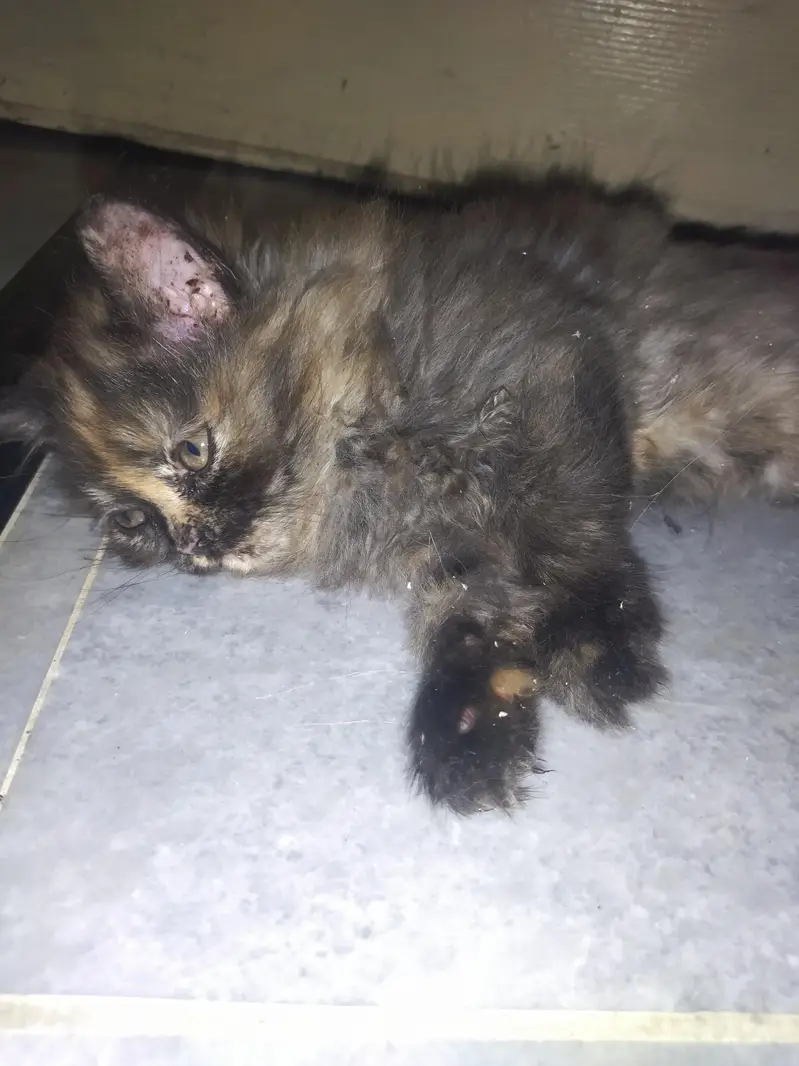 Persian triple coat cat with 2 kittens — photo 6