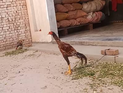 shamo cross murgha for sale 2 pathi b for sale