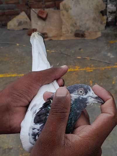 breeder quality peigons forsale 03705933305 WhatsApp