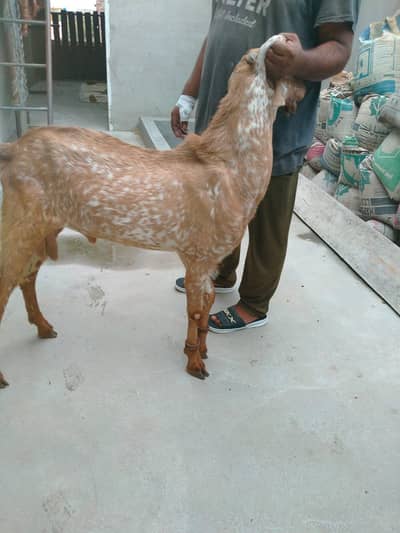 bakra for sale  donda hai