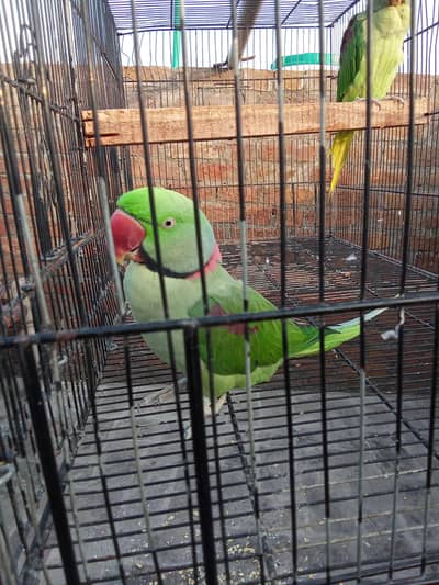 raw talking parrot pair