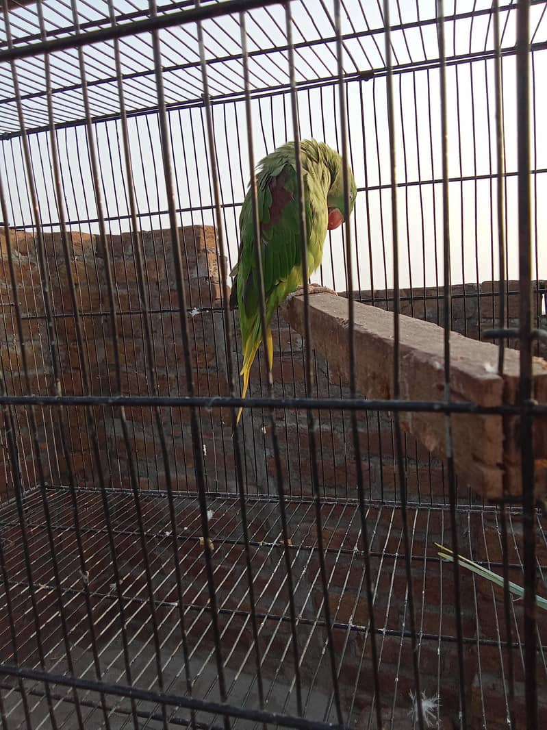 raw talking parrot pair 1