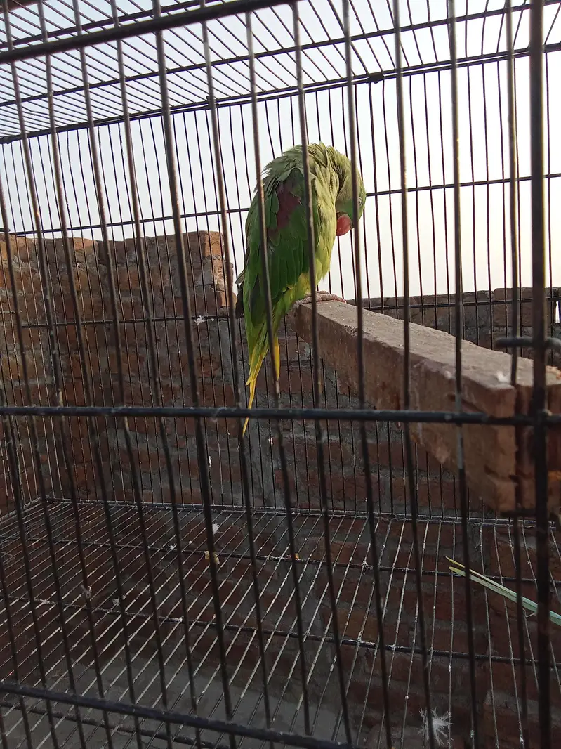 raw talking parrot pair — photo 2
