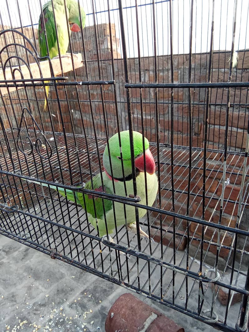 raw talking parrot pair 2