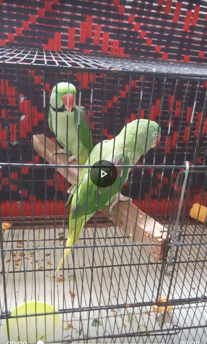 raw talking parrot pair 3