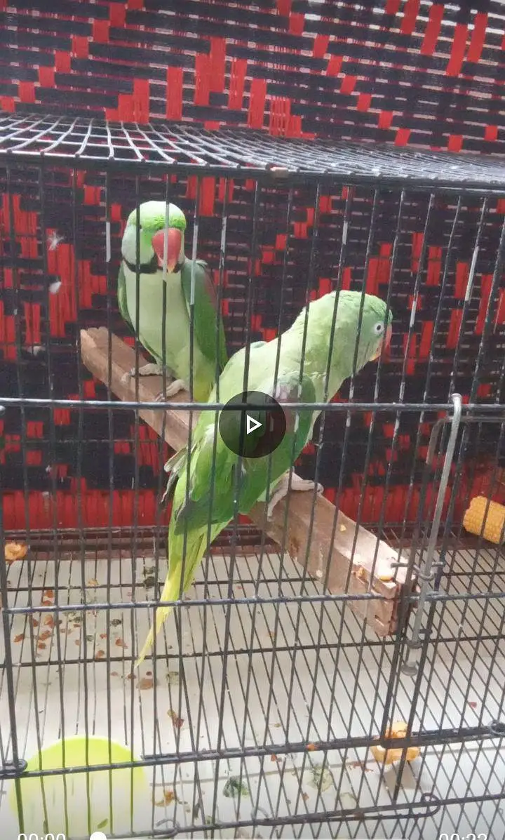 raw talking parrot pair — photo 4