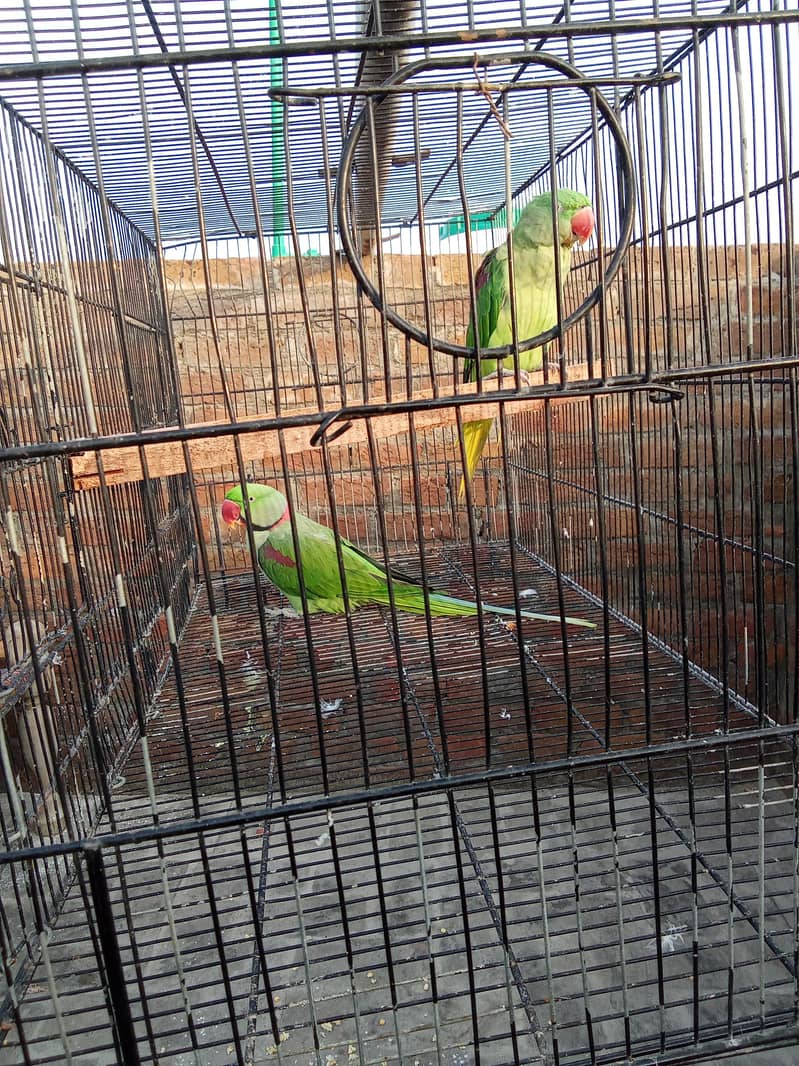 raw talking parrot pair 4
