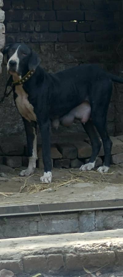 beautiful double body bully female for sale in lahore
