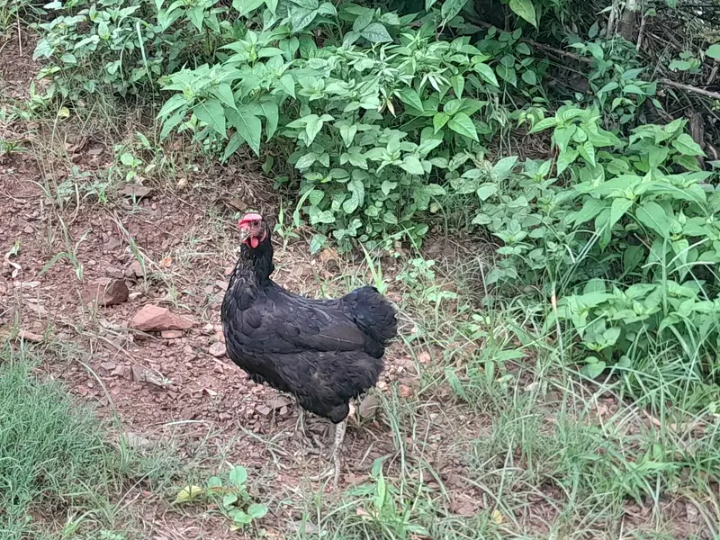 Luhmann Black murgi — photo 2