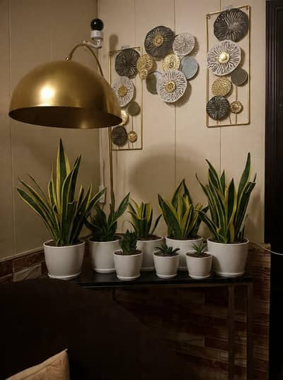 Sansevieria Black Gold Snake Plant – Live Indoor Plant in 6 inch Pot.