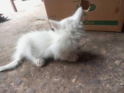 Persian cat