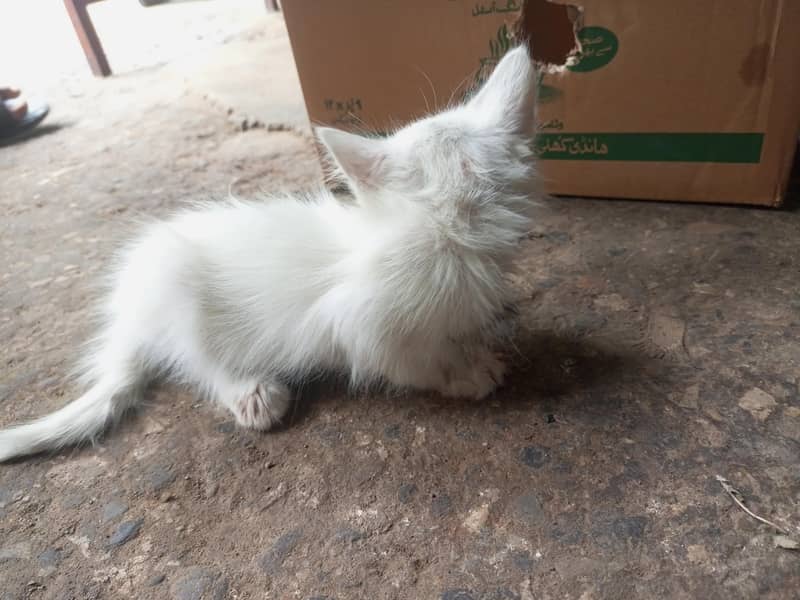 Persian cat 0