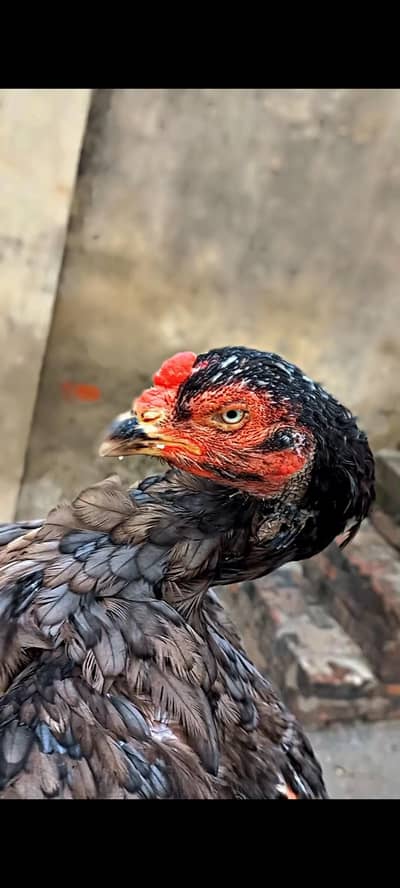 old blood line aseel murghi for sale