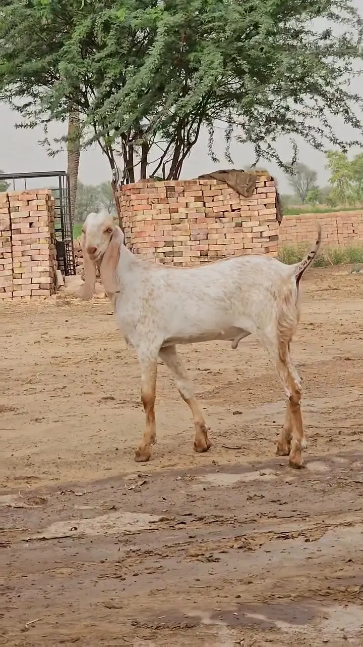 Pur Makkah Chini Bakra Urgent For Sale, O347O6I7342 — photo 2