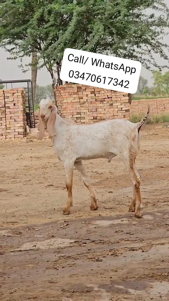 Pur Makkah Chini Bakra Urgent For Sale, O347O6I7342 — photo 3