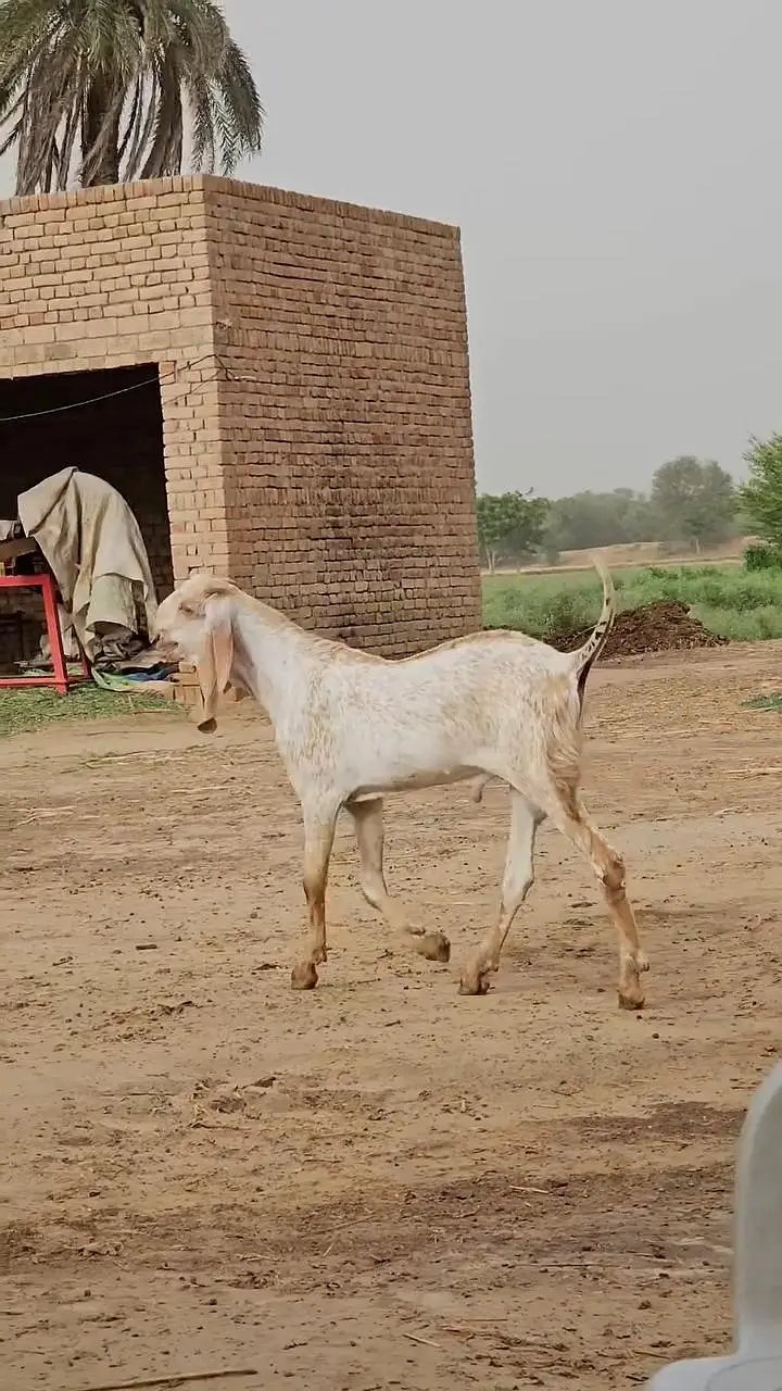 Pur Makkah Chini Bakra Urgent For Sale, O347O6I7342 — photo 4
