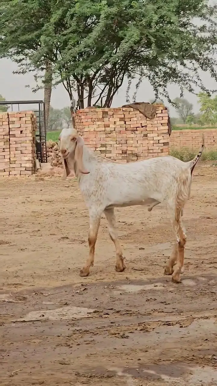 Pur Makkah Chini Bakra Urgent For Sale, O347O6I7342 — photo 5