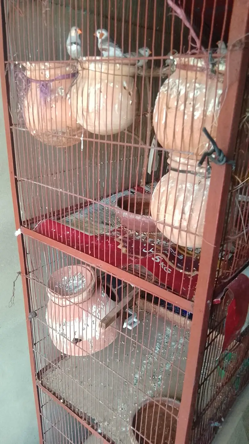 Cages Finches & Love Birs Sales — photo 2