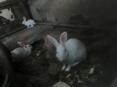 1 female rabbit with small baby rabbit for sale