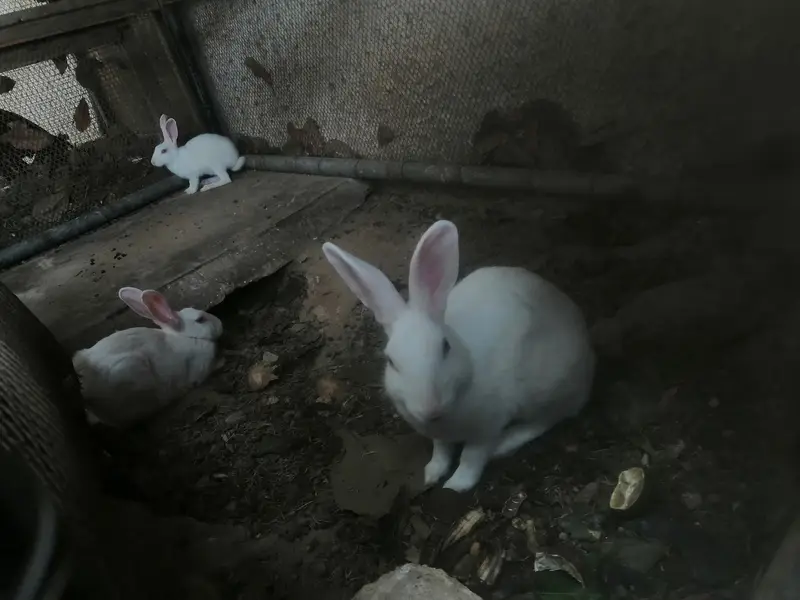 1 male with 2 female rabbit with small baby rabbit for sale