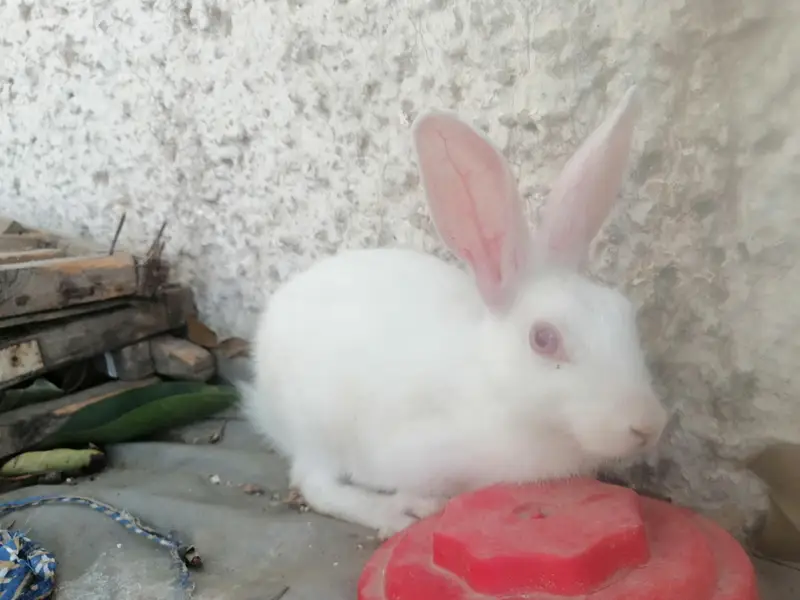 1 male with 2 female rabbit with small baby rabbit for sale — photo 3