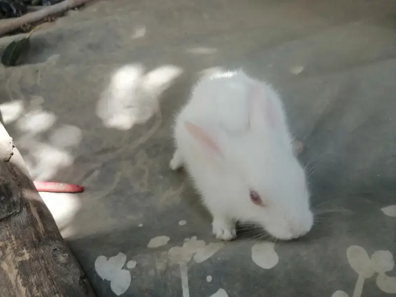 1 male with 2 female rabbit with small baby rabbit for sale — photo 4