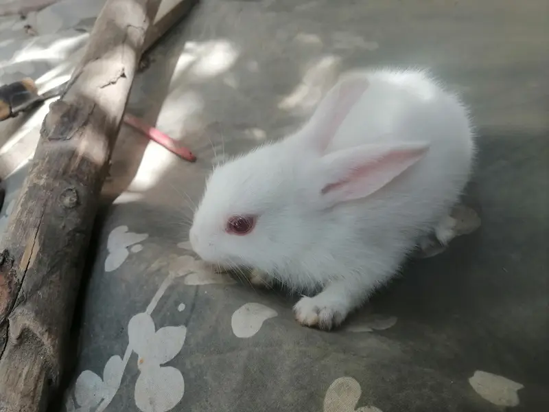 1 male with 2 female rabbit with small baby rabbit for sale — photo 5