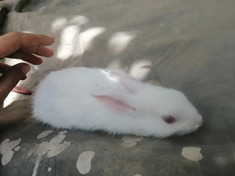 1 male with 2 female rabbit with small baby rabbit for sale — photo 6