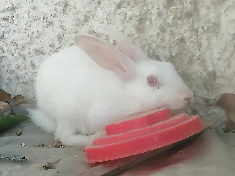 1 male with 2 female rabbit with small baby rabbit for sale — photo 7