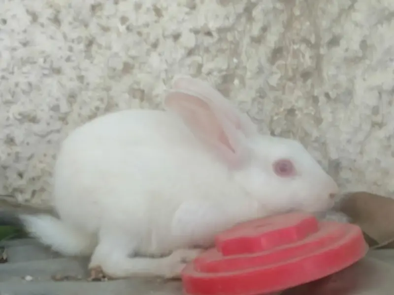 1 male with 2 female rabbit with small baby rabbit for sale — photo 8