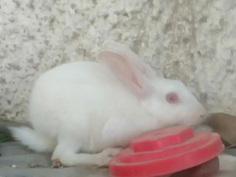 1 male with 2 female rabbit with small baby rabbit for sale — photo 9