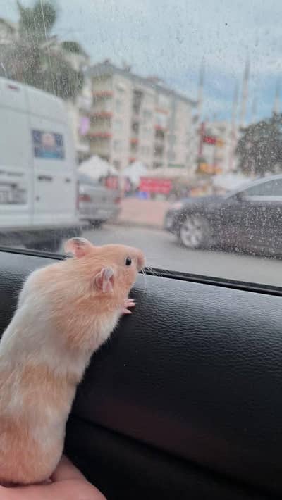 Hamsters| Tammed Hamsters | Baby Hamsters