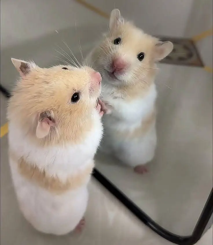 Hamsters| Tammed Hamsters | Baby Hamsters — photo 2