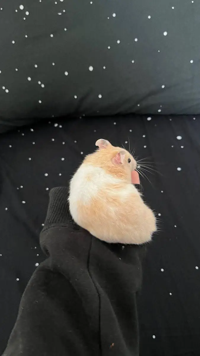 Hamsters| Tammed Hamsters | Baby Hamsters — photo 3