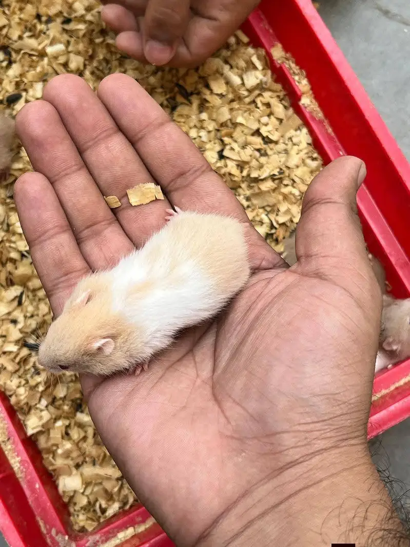 Hamsters| Tammed Hamsters | Baby Hamsters — photo 4