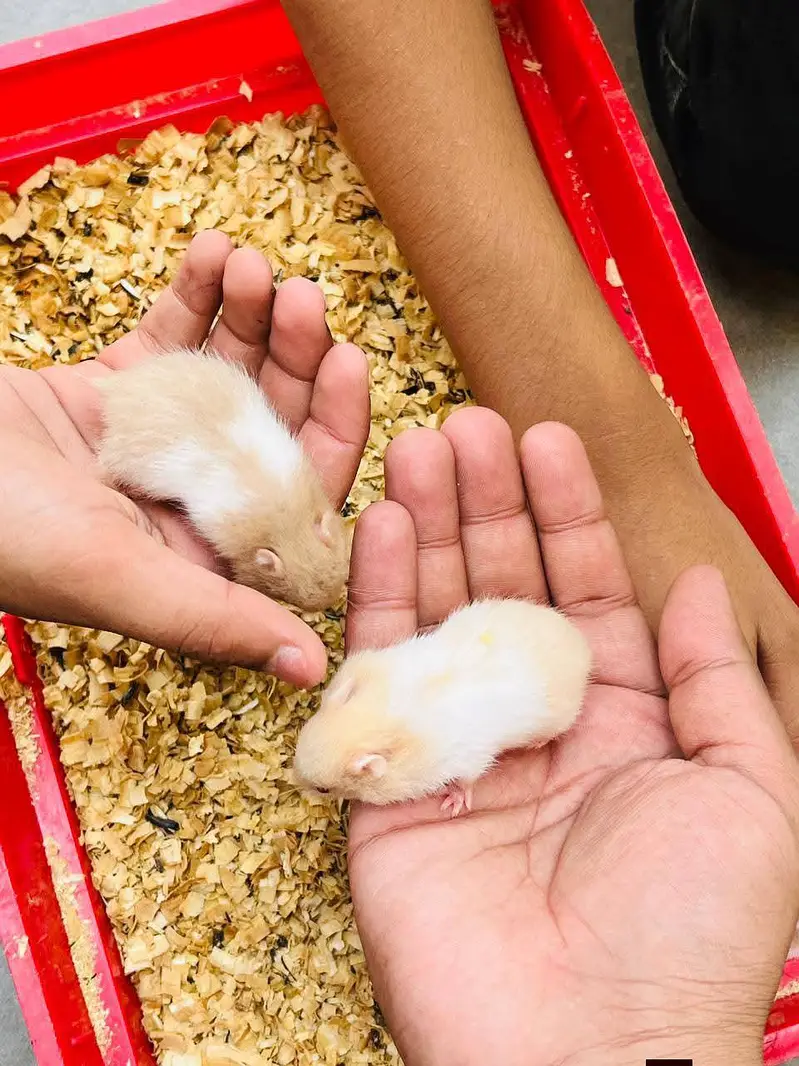 Hamsters| Tammed Hamsters | Baby Hamsters — photo 5