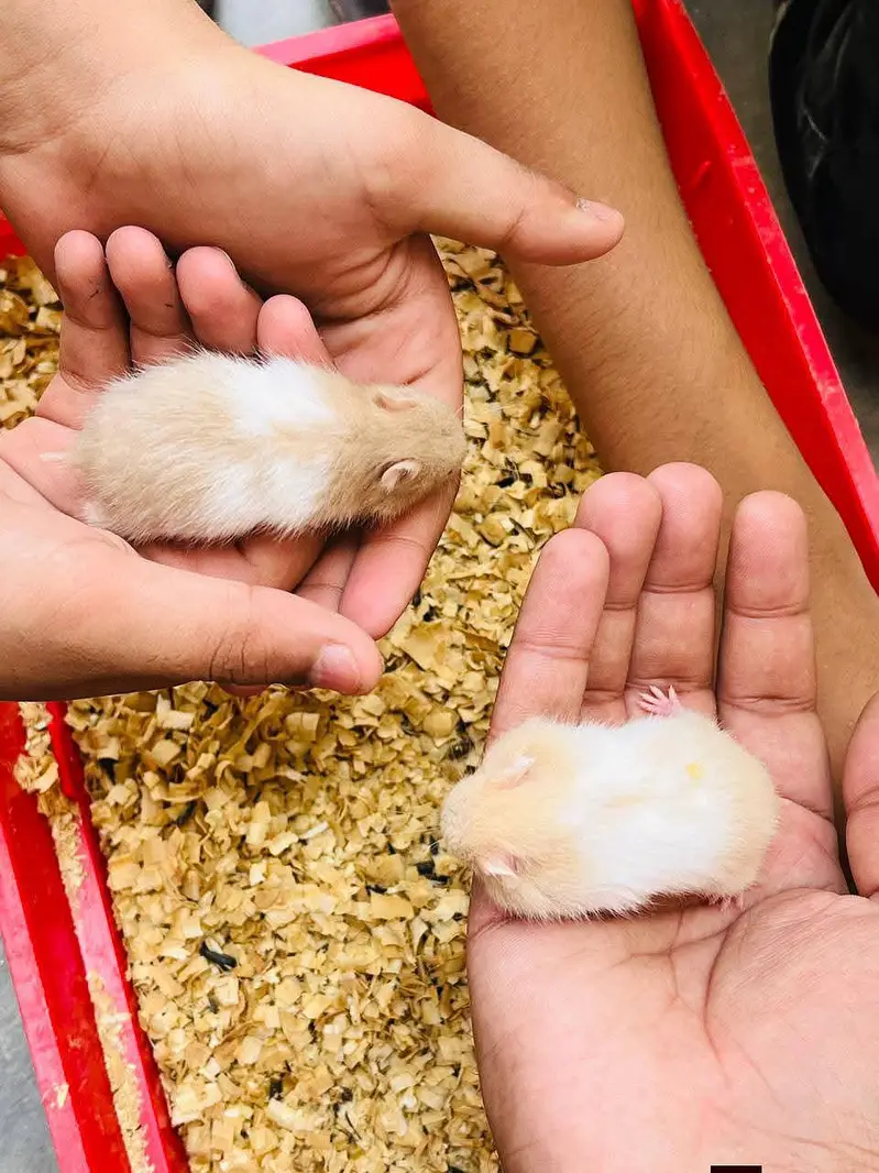 Hamsters| Tammed Hamsters | Baby Hamsters — photo 6