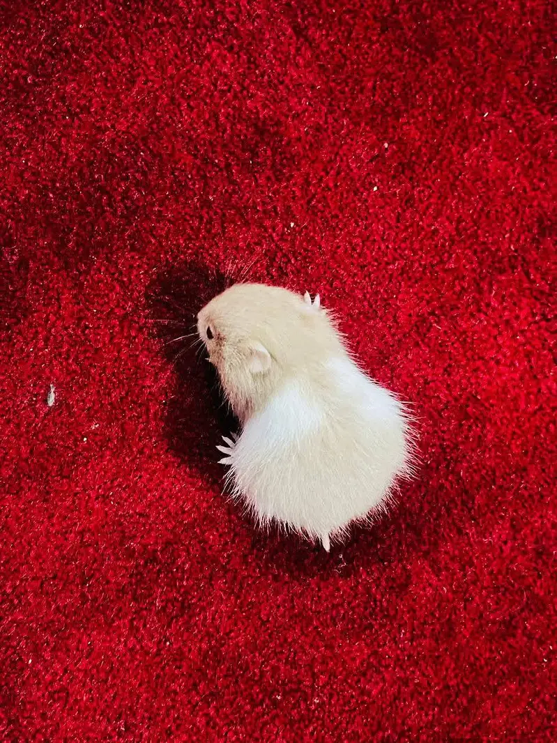 Hamsters| Tammed Hamsters | Baby Hamsters — photo 7