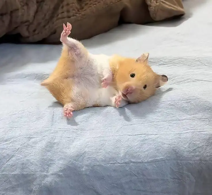 Hamsters| Tammed Hamsters | Baby Hamsters — photo 8