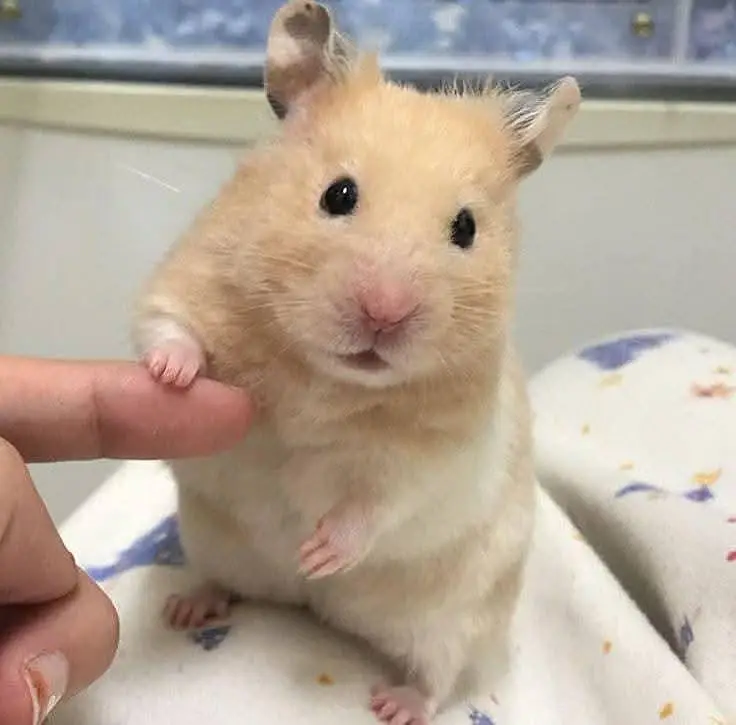 Hamsters| Tammed Hamsters | Baby Hamsters — photo 9