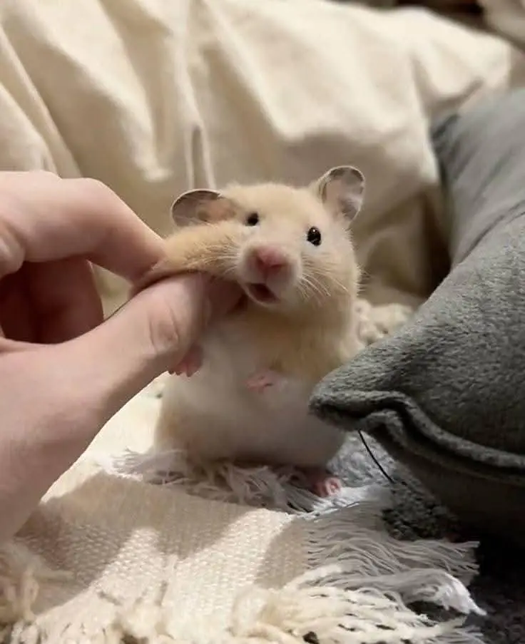 Hamsters| Tammed Hamsters | Baby Hamsters — photo 10
