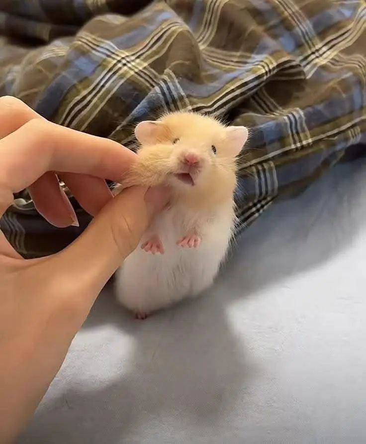 Hamsters| Tammed Hamsters | Baby Hamsters — photo 11