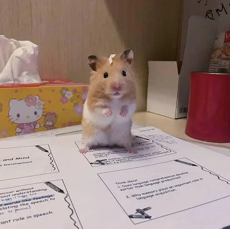 Hamsters| Tammed Hamsters | Baby Hamsters — photo 12