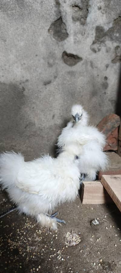 silkie hen chicks 3 piece