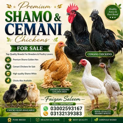 Premium Shamo & Ayam Cemani Chickens for Sale | Desi Golden Hens