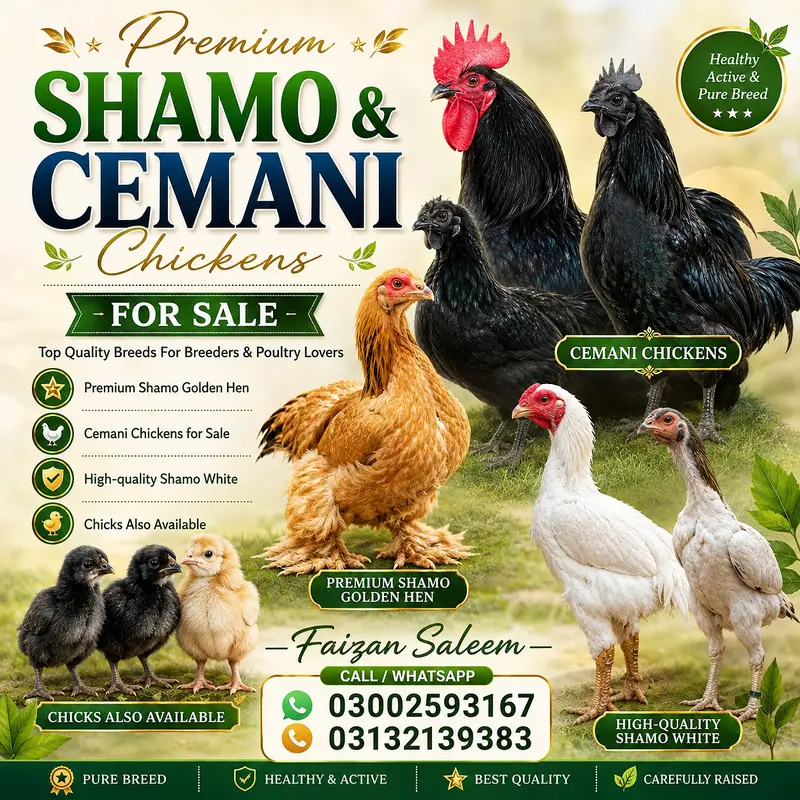 Premium Shamo & Ayam Cemani Chickens for Sale | Desi Golden Hens