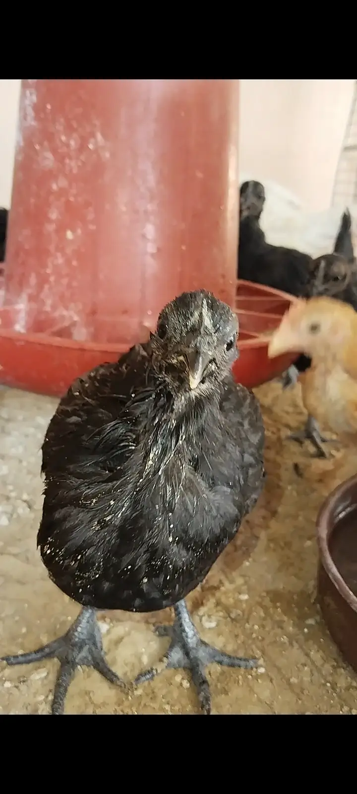 Premium Shamo & Ayam Cemani Chickens for Sale | Desi Golden Hens — photo 2