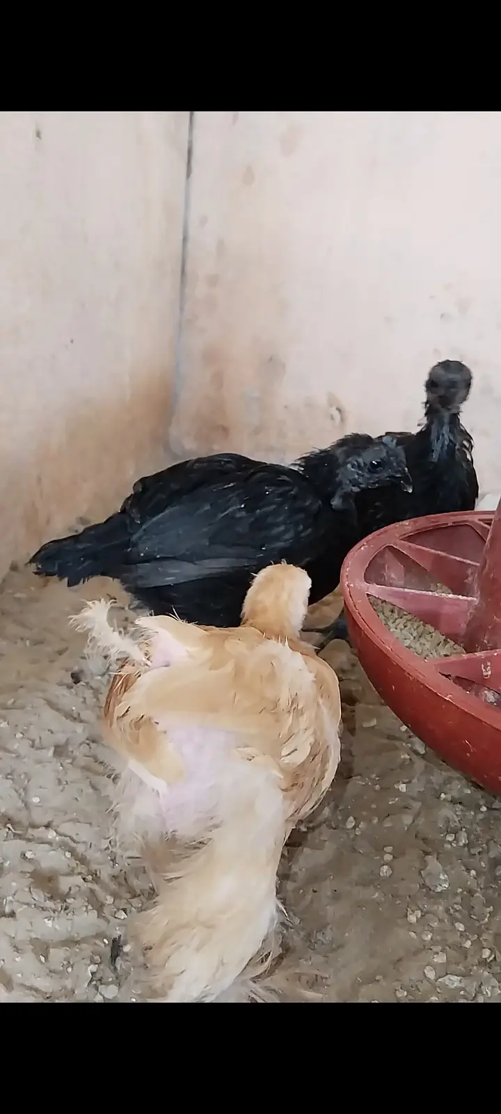 Premium Shamo & Ayam Cemani Chickens for Sale | Desi Golden Hens — photo 3