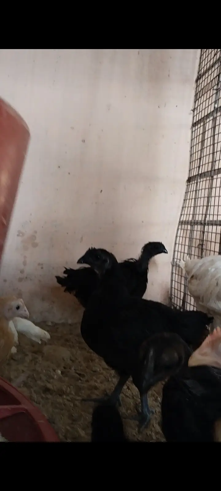 Premium Shamo & Ayam Cemani Chickens for Sale | Desi Golden Hens — photo 4